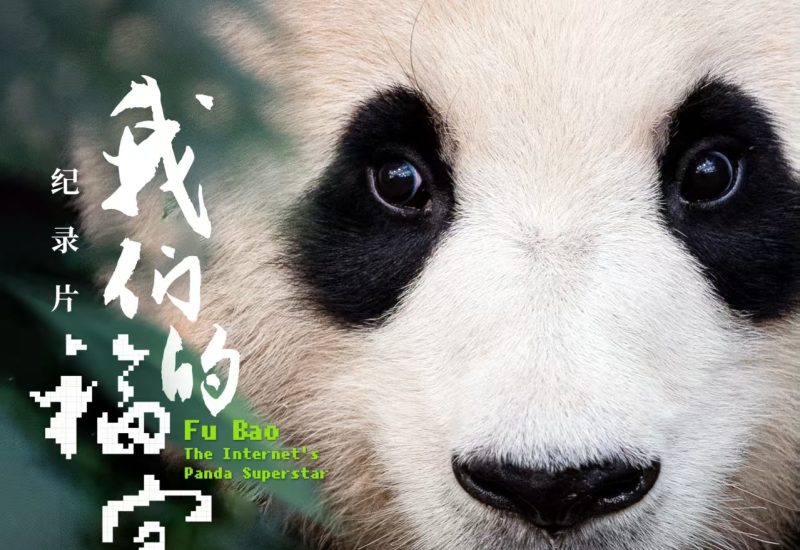 Chinese Ambassador to Indonesia Reposts Panda Cub Rio’s New Year Greeting